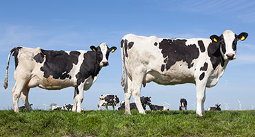 H5N1 in Cattle - Health Officials Monitor Growing Threat