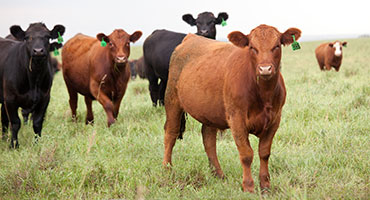 U.S. Cattle Feedlot Levels Continue to Decline