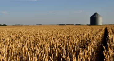 Switchgrass Set to Fuel Sustainable Aviation Dreams